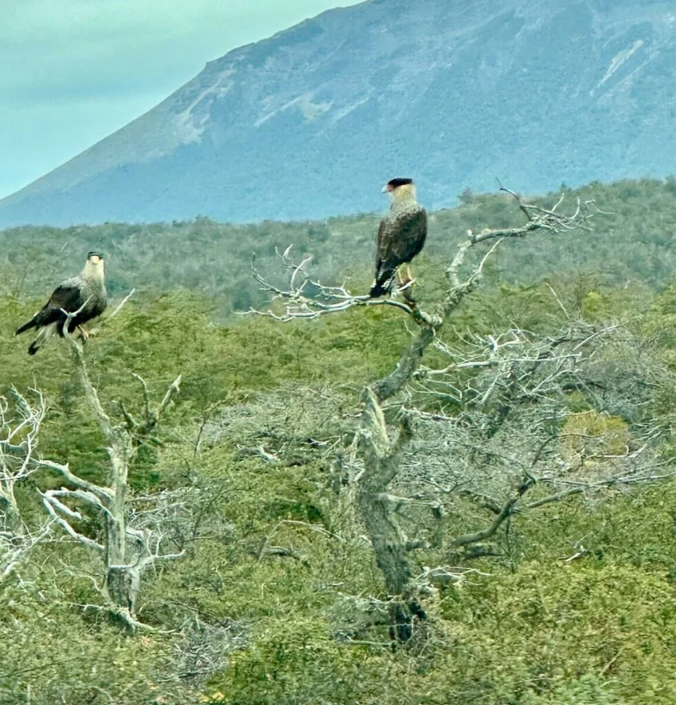 two birds of prey sitting on leafless trees in Patagonia Chile.
