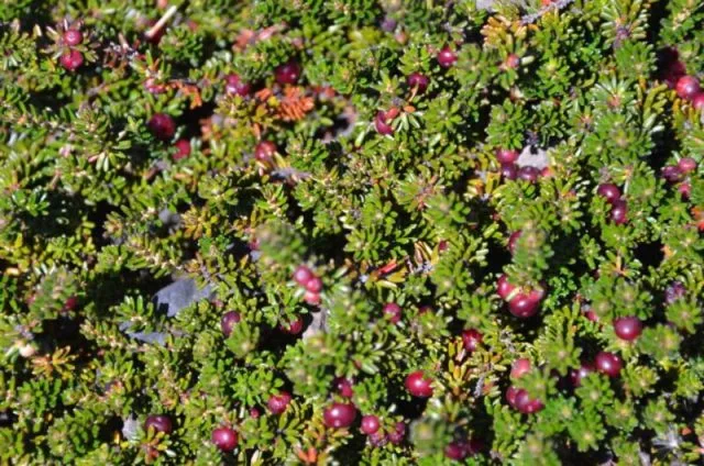 Calfate Berry Chile
