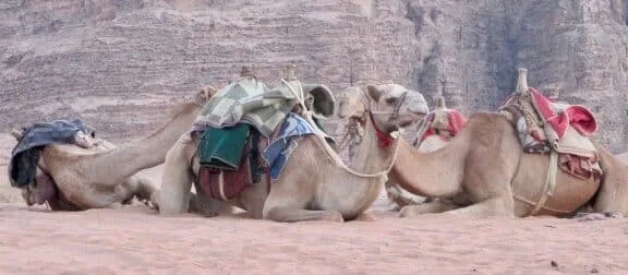 Incredible 7 Day Jordan Itinerary For A First Visit!