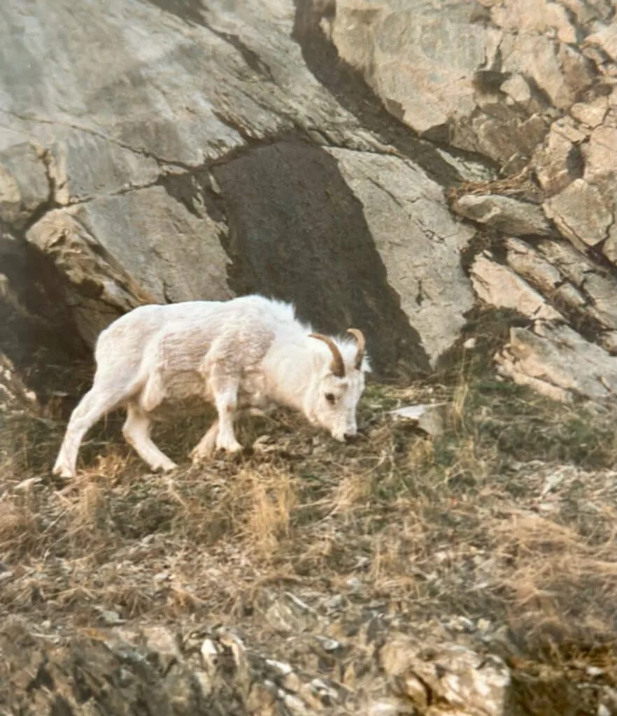 Dall sheep on a cliff edge in Alaska.