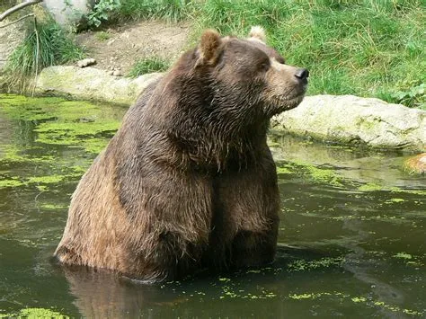 Grizzly Bear in Alaska