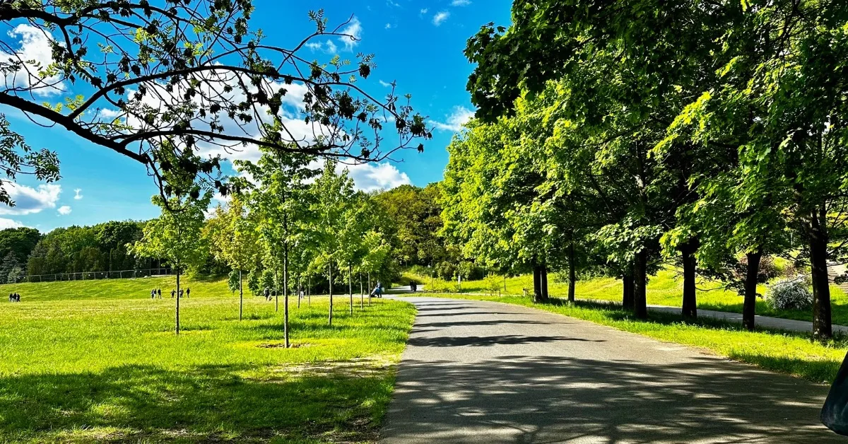 Trees line a pedestrian path through Citadel Park in Poznan.