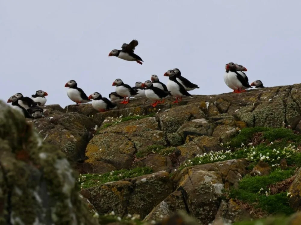 Isle of May Boat Trip: A Guide to Puffins, Seals & Anstruther Adventures