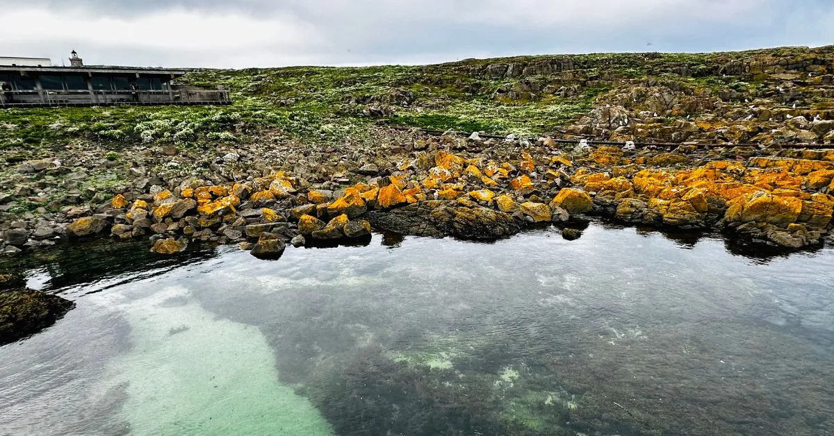Rock pools and clear waters on arrival at Isle of May. Grassy banks are filled with mix of wildflowers.