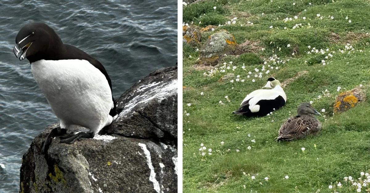 A black and white cliff nester and ducks on wild flower grassy bank.
