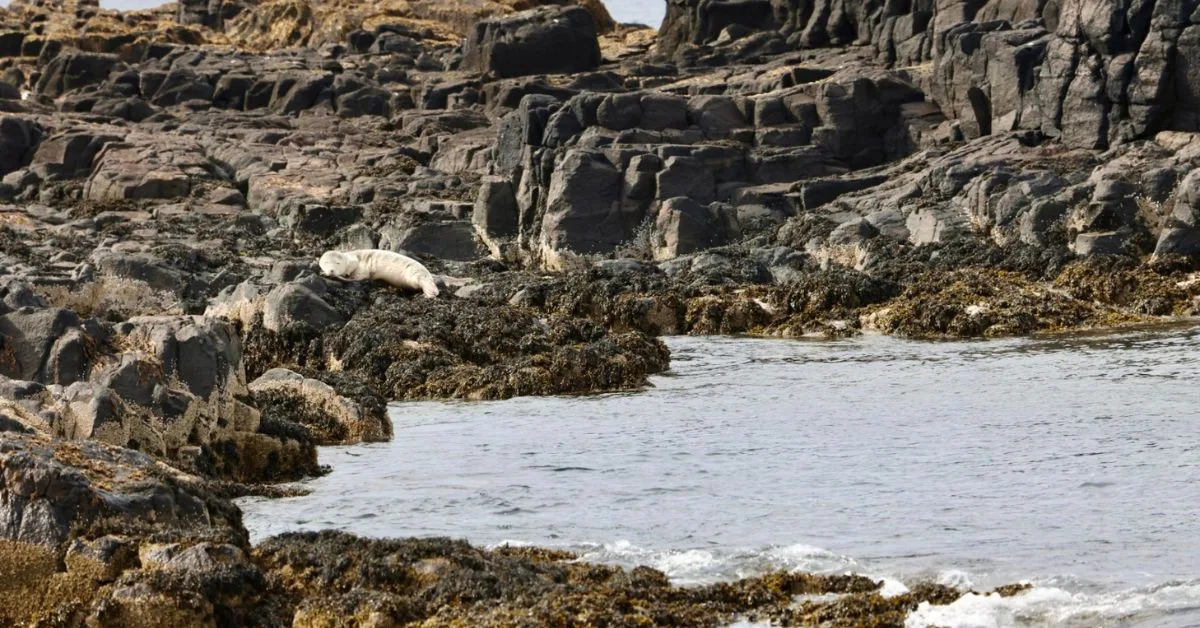 Grey seal basking on rocks near the harbour, visible as boats arrive at the Isle of May.