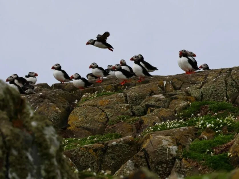 A puffin takes flight while over a dozen others perch on rocks.