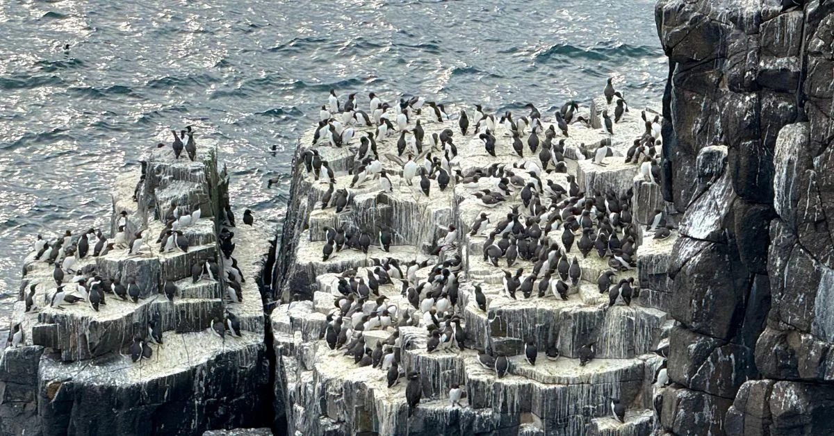 Sheer cliffs of the Isle of May covered in nesting seabirds viewed from a boat in Scotland