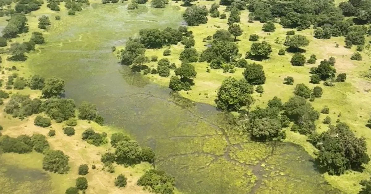 Flying low altitude over River Mara to Karen Blixen Camp shows green scrubland and trees.