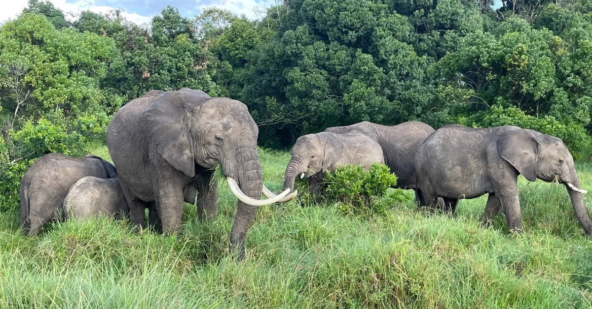 Herd of elephants in lush grasslands.