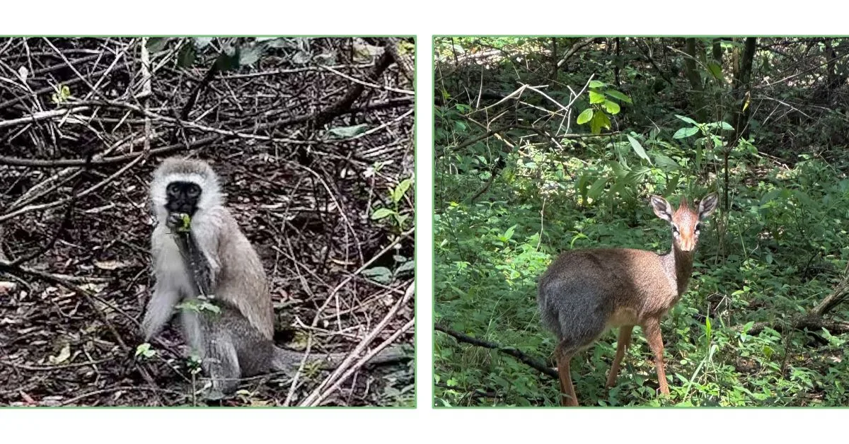 A monkey and young deer around tents at Karen Blixen Camp.
