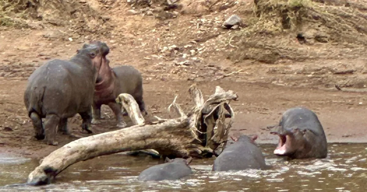 5 Hippos are playing in the water and on the banks of Mara River.