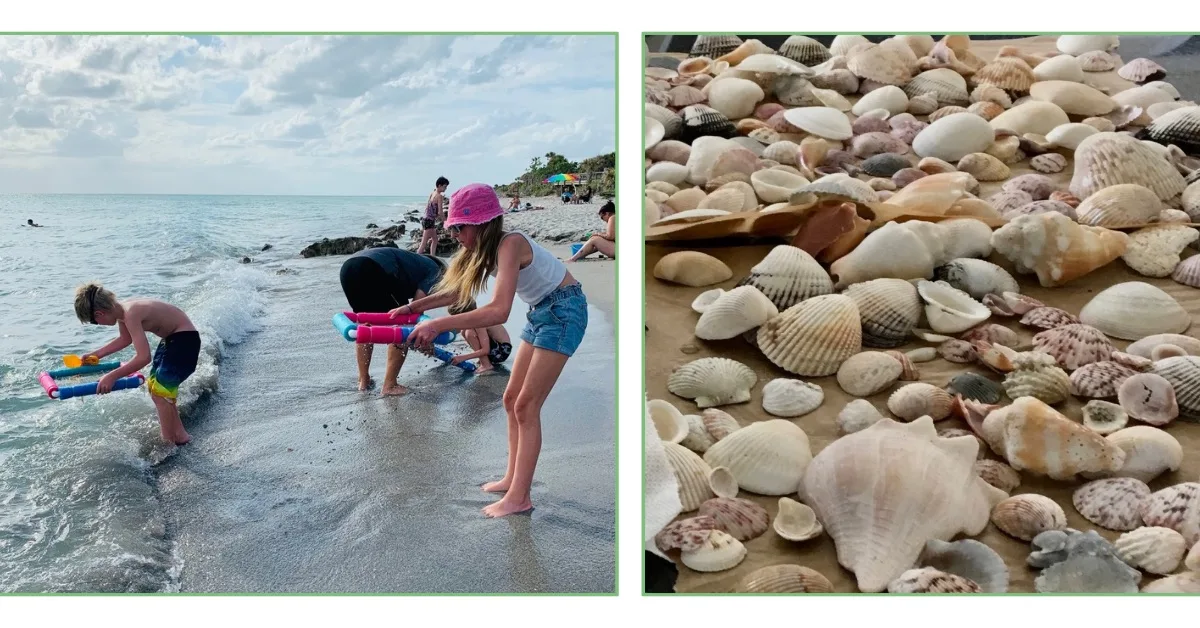 Kids shelling and different shells.