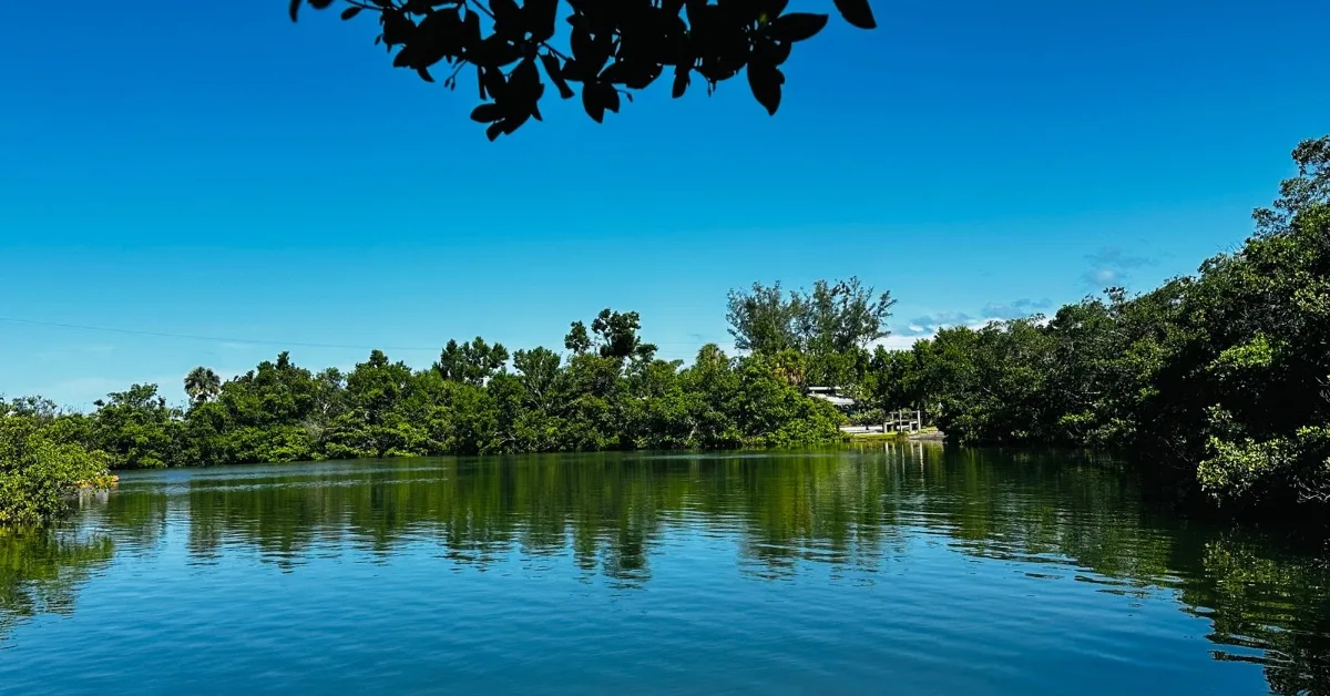 Mangroves growing around the perimeter of a lagoon.