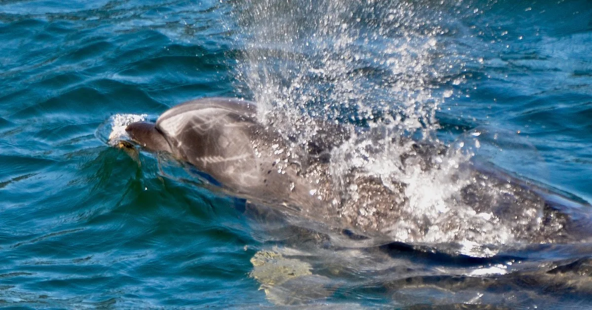 Dolphin splashing through water.