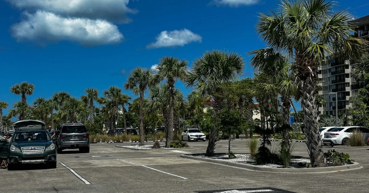 Cars parked next to palm trees in a beach car park.