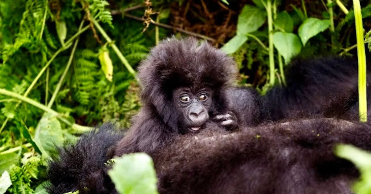 Baby Mountain Gorilla with its mother.