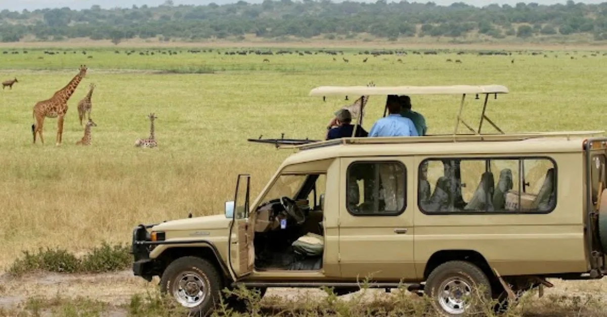 Safari Vehicle with guests looking at animals including giraffes.