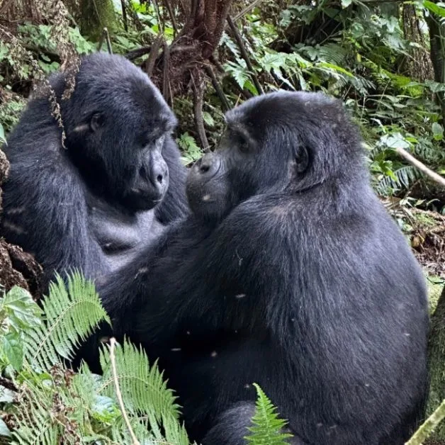 Two mountain gorillas play together in a dense forest area.