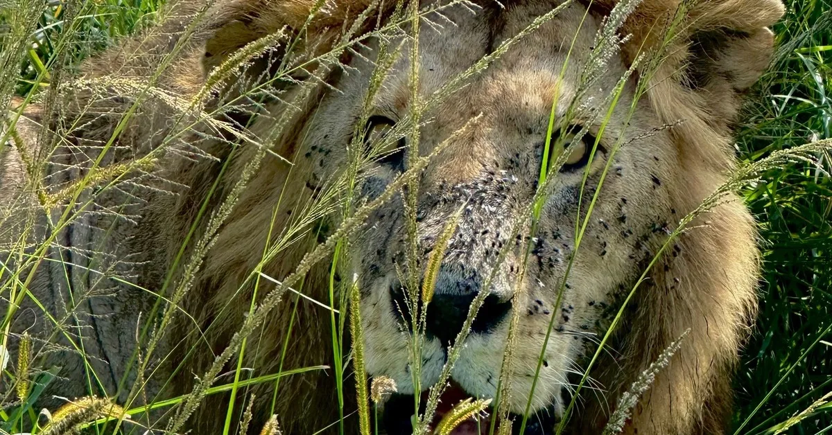 Lion sitting in Savannah Grasslands.