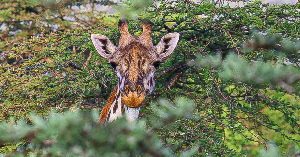 Giraffe peeking through tree tops.
