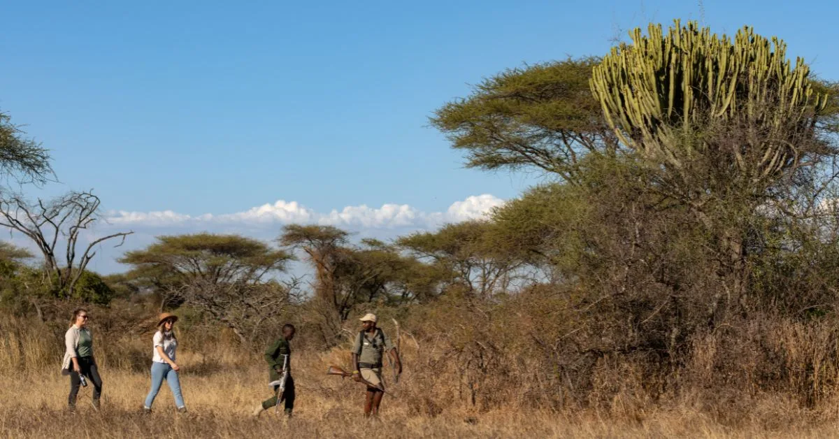 4 people on a Walking Safari in Masai Mara bush.