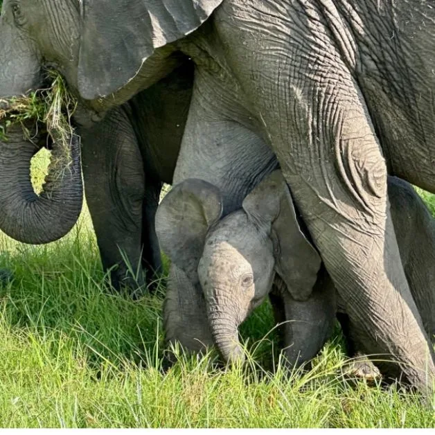 Elephants eating grass with baby sheltered under its mother.