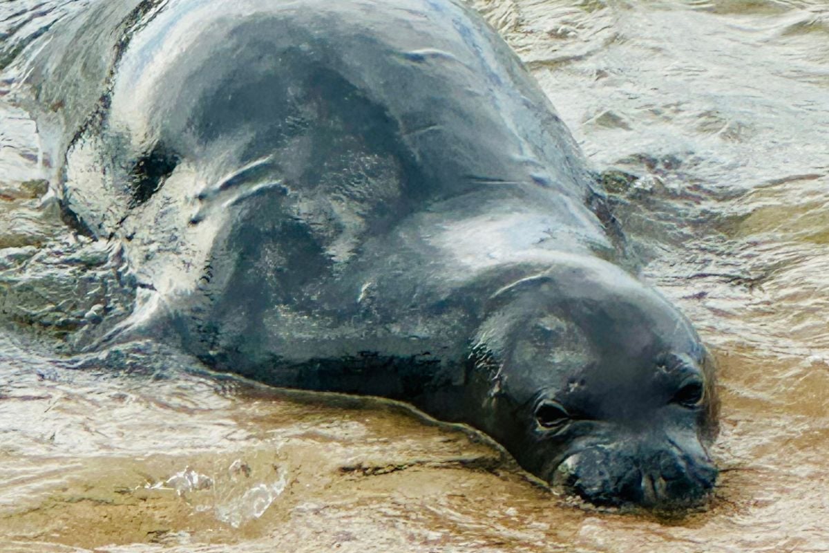 Monk seal resting on Poipu Beach with waves