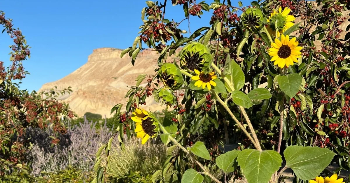 View of Palisade Colorado Grand Mesa with sunflowers and berries growing in a field below.
