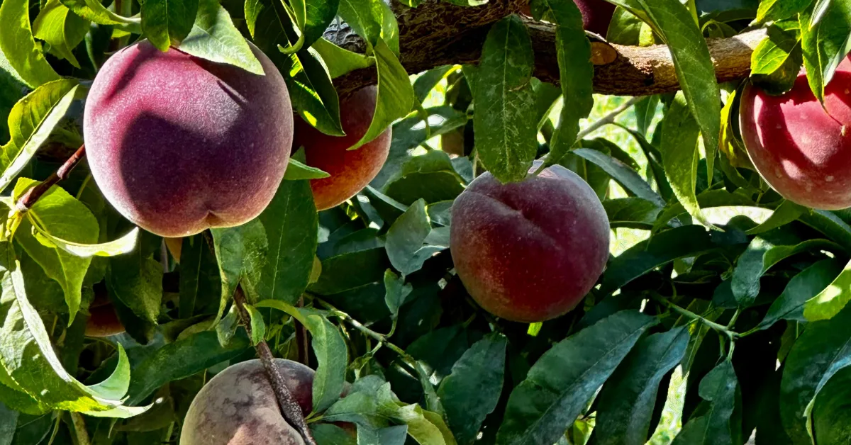 Ripe peaches growing in an orchard in Palisade