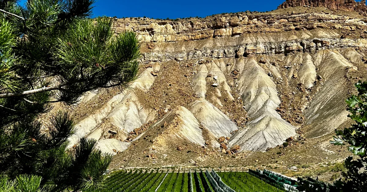 View from tasting area of Cliffbook Vineyards in Palisade. Sheet mesa rock rises above gape vines.