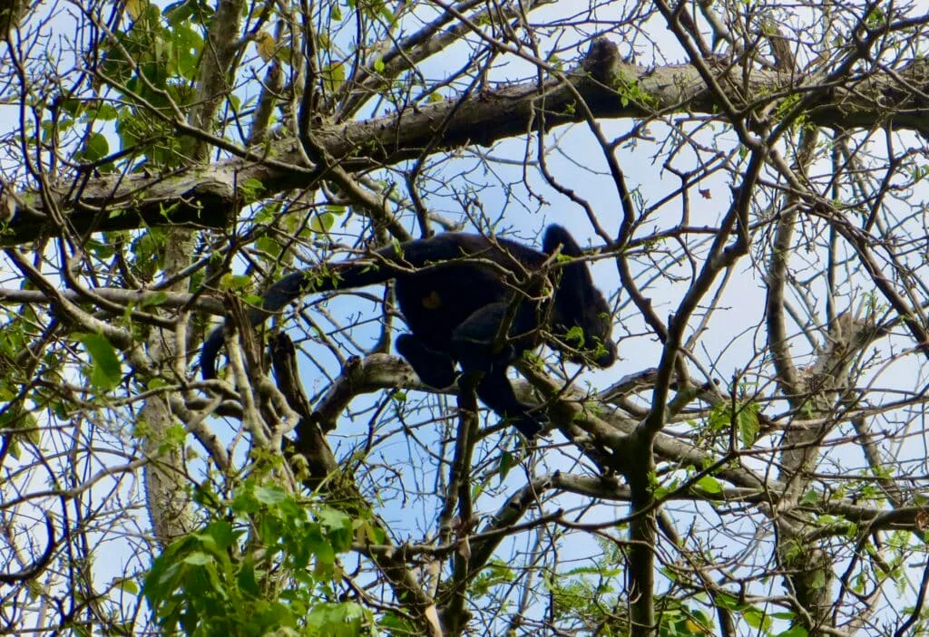 Sloth in Panama