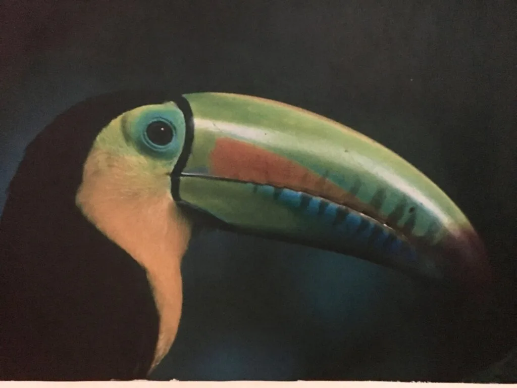 Toucan in Panama has a huge green and red beak. It's neck is yellow and it's eye is blue.