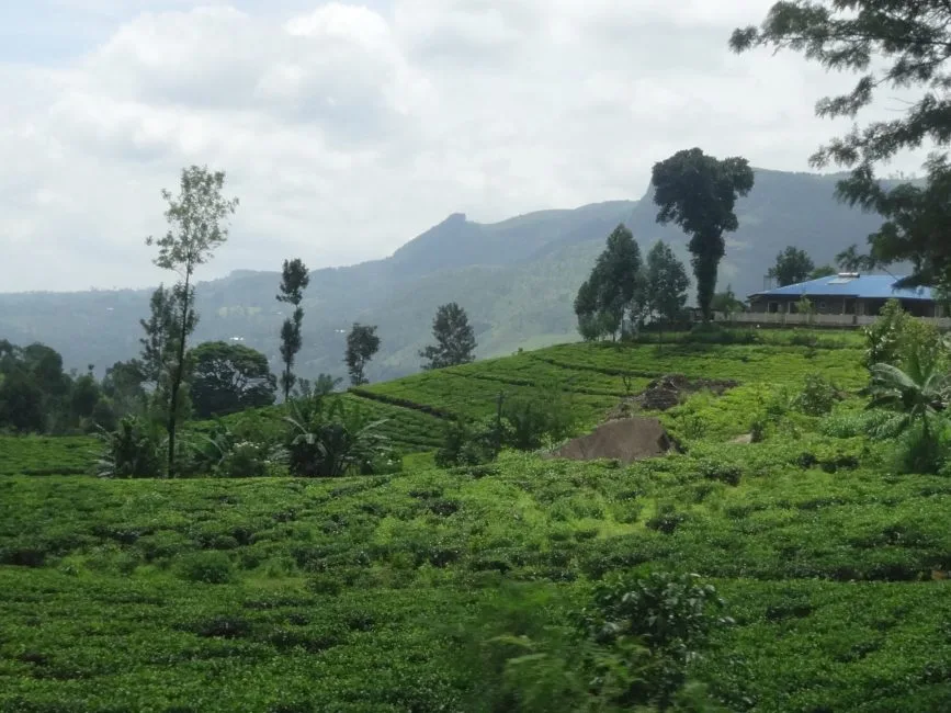 Tea Plantations in Sri Lanka