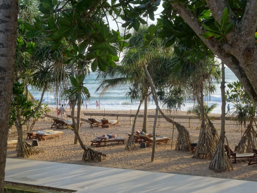 People relaxing on sunloungers at a beach in Sri Lanka. Large banyans offer shade from the sun.