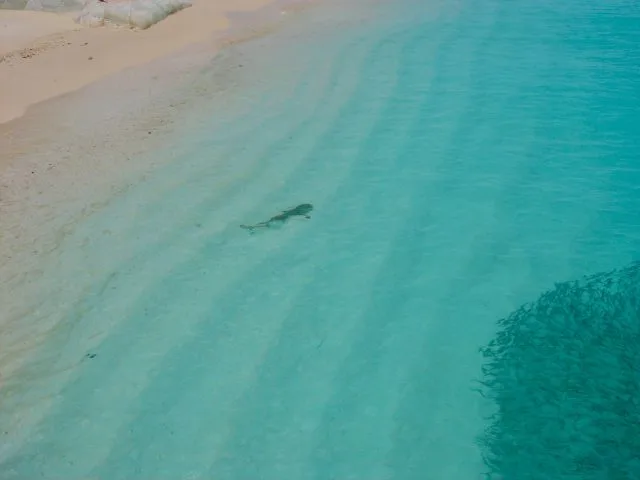 A shark is surveying a fish ball just offshore in The Maldives.