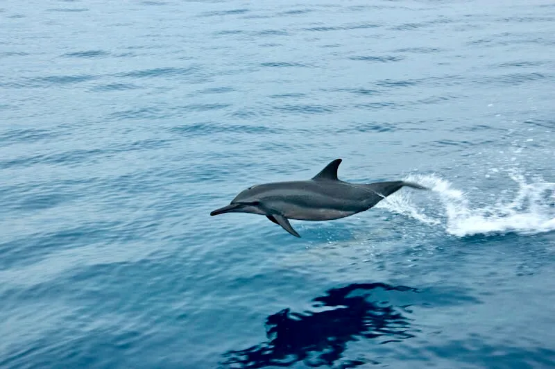 Dolphin jumping out of the water as dive boat passes by.