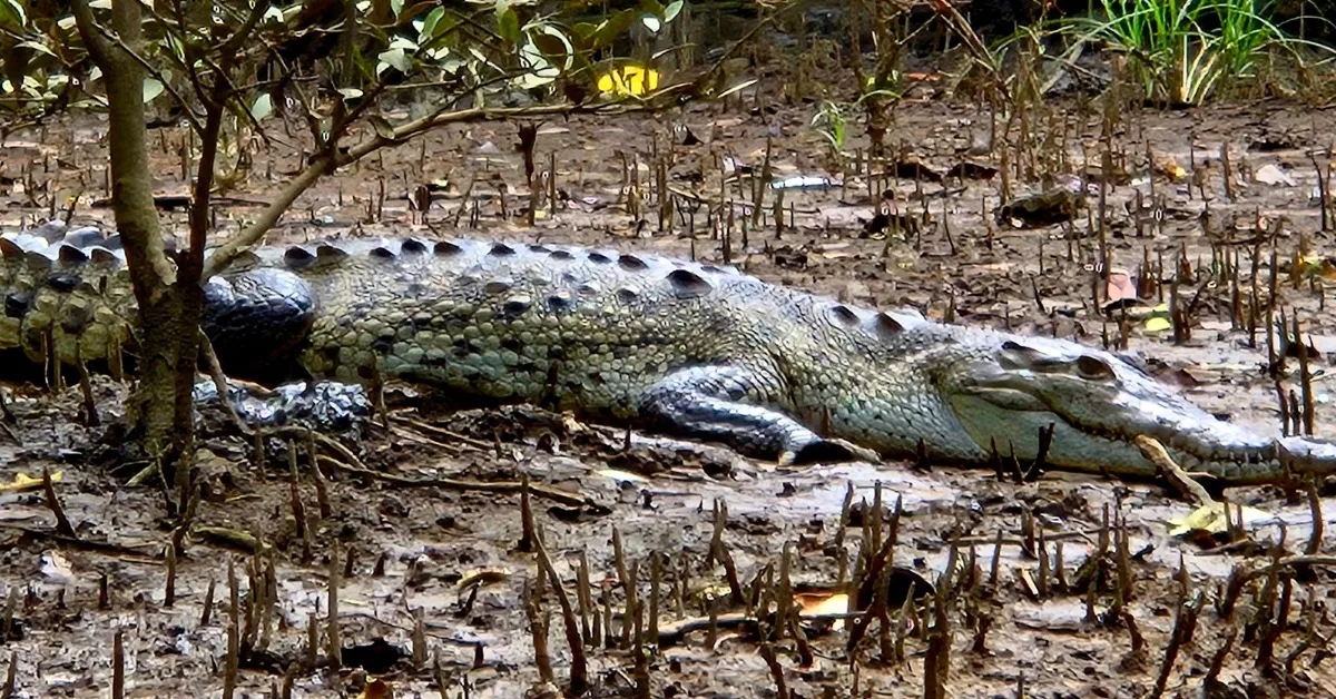 A crocodile on  a river bank river near Playa Grande and Tamarindo seen from a boat tour.