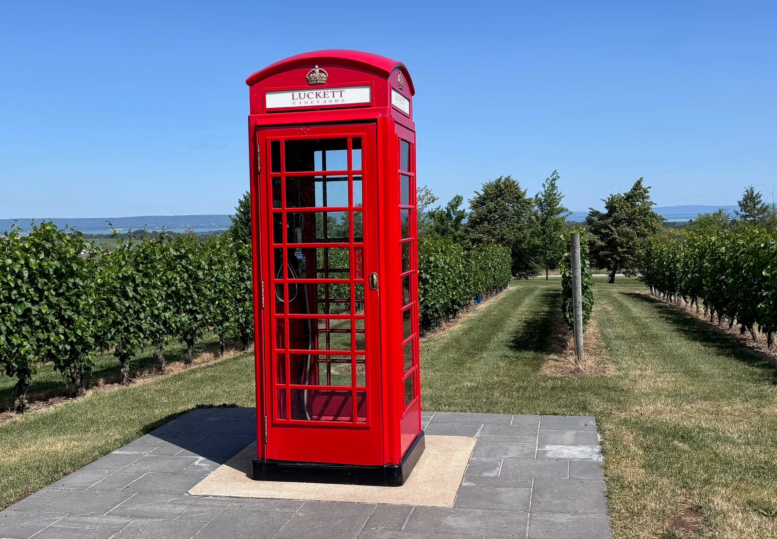 Red British telephone box in the middle of a vineyard