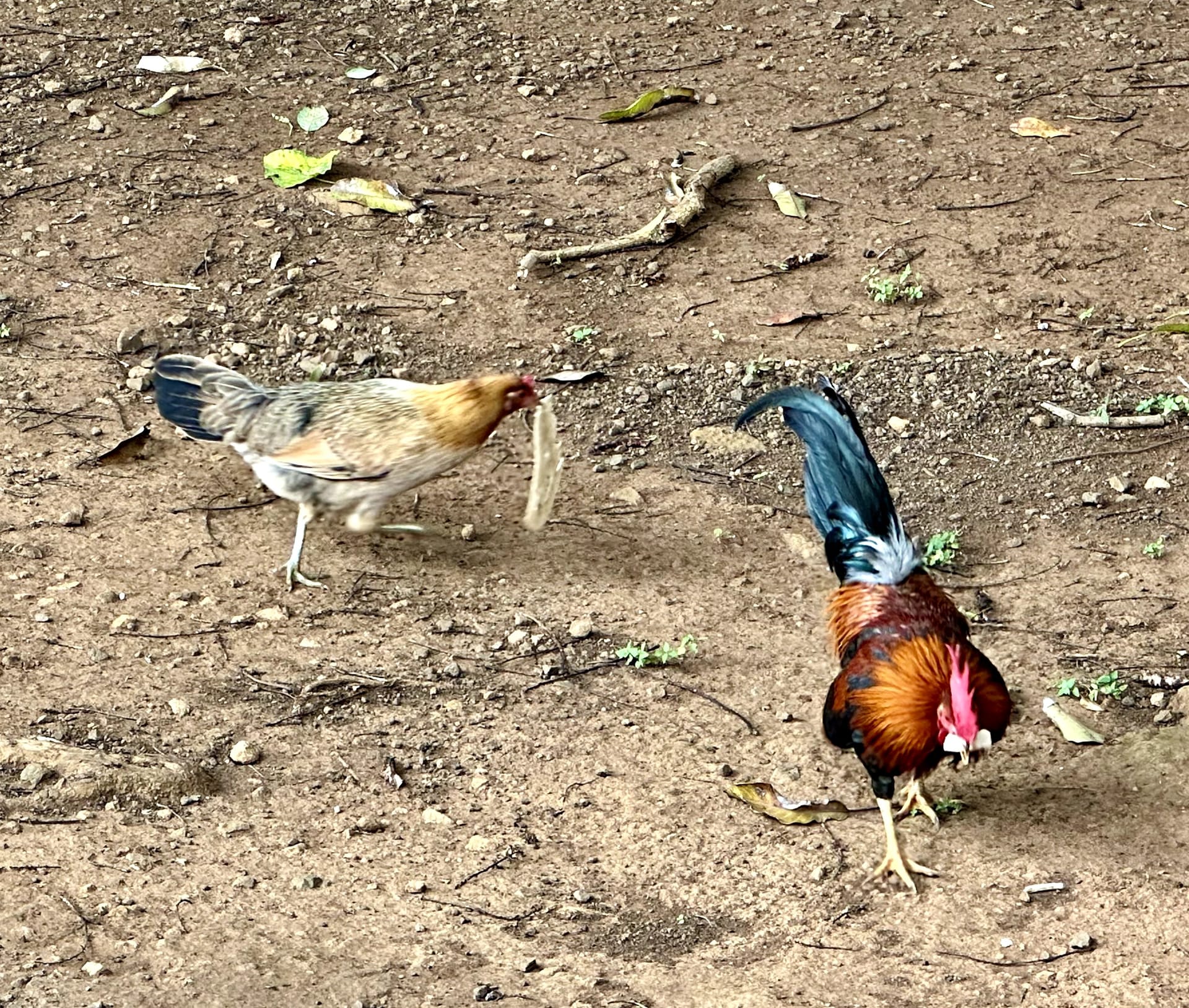 Chickens and roosters on dirt ground at Kauai plantation