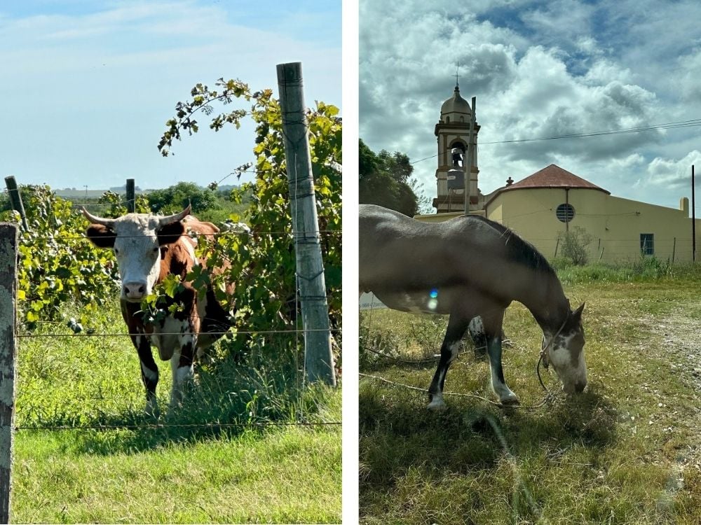 Cow and horse grazing in rural Carmelo, Uruguay