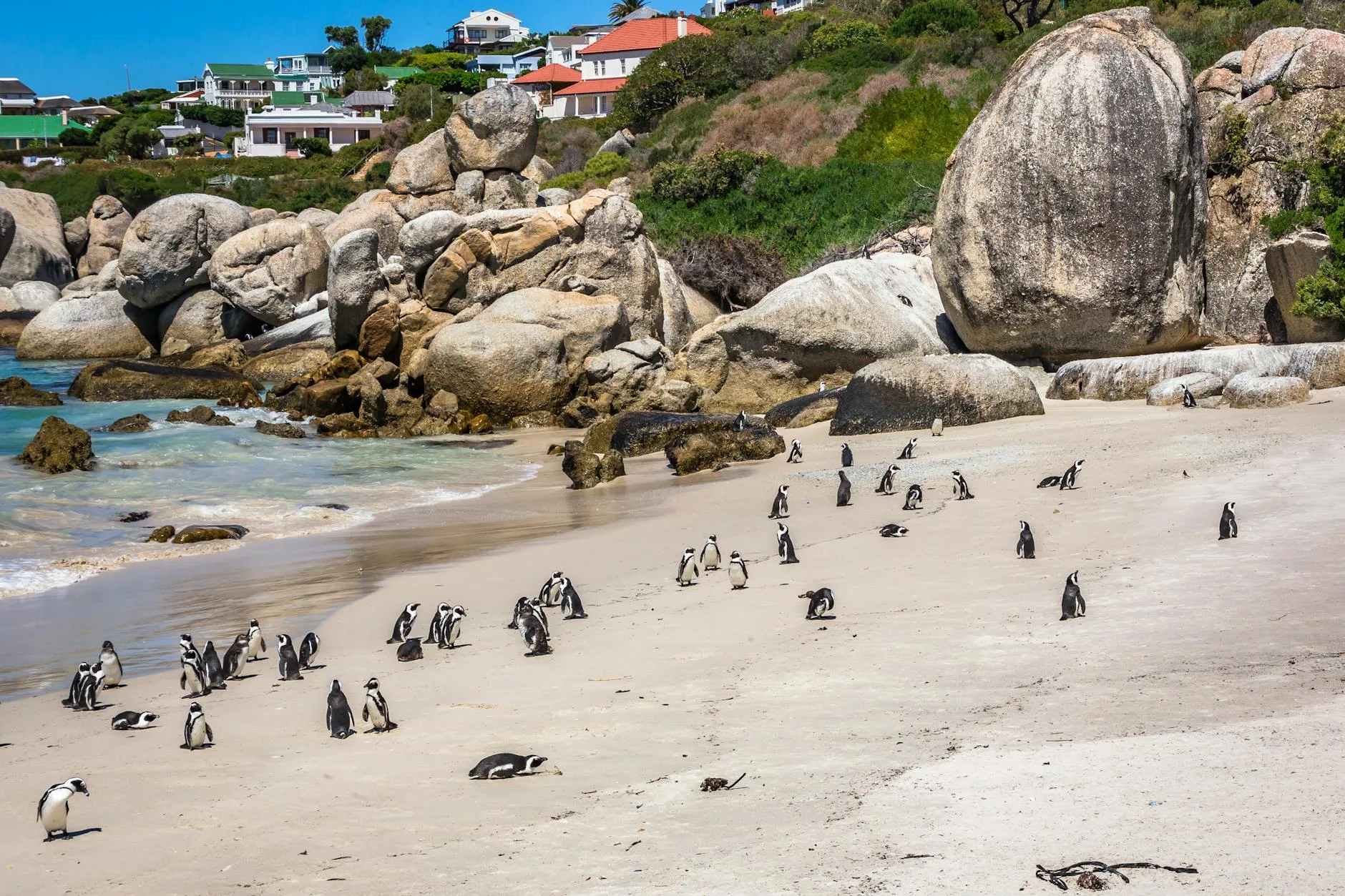 Colony of African penguins on Boulder Beach near Simon's Town, South Africa