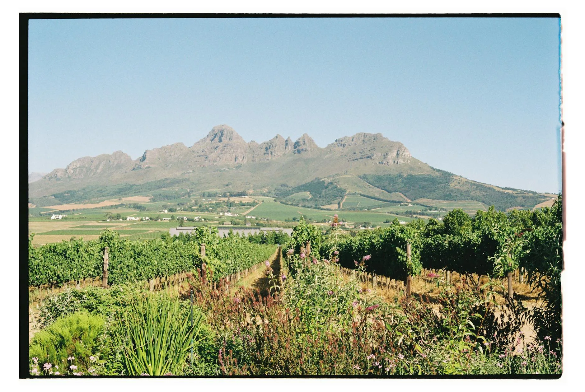 Vineyard landscape with mountain backdrop in Stellenbosch, South Africa