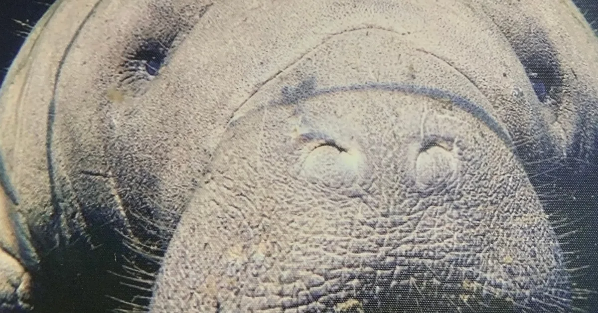 The face of a manatee with large nostrils and trunk.