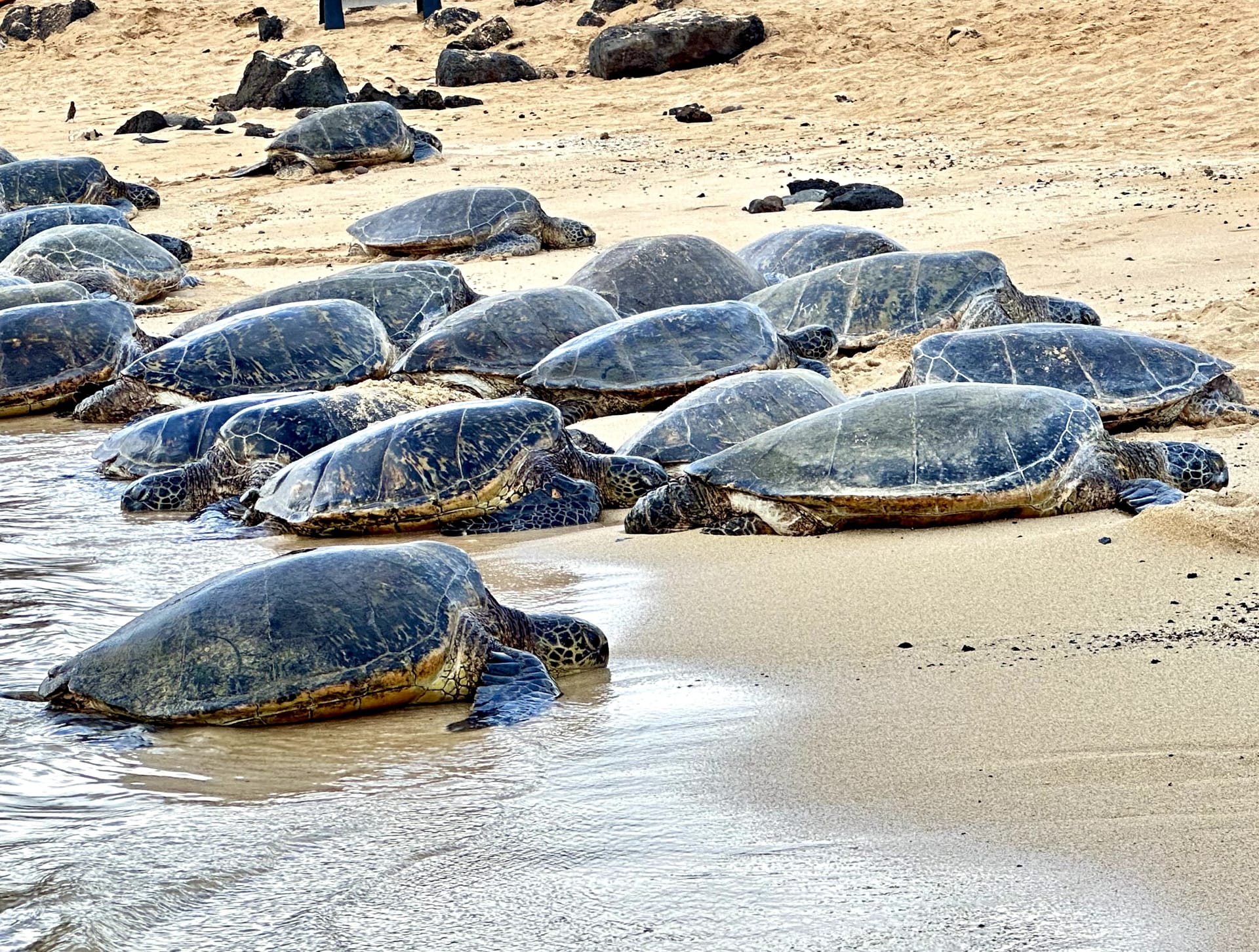 Green turtles resting on Poipu Beach, Kauai