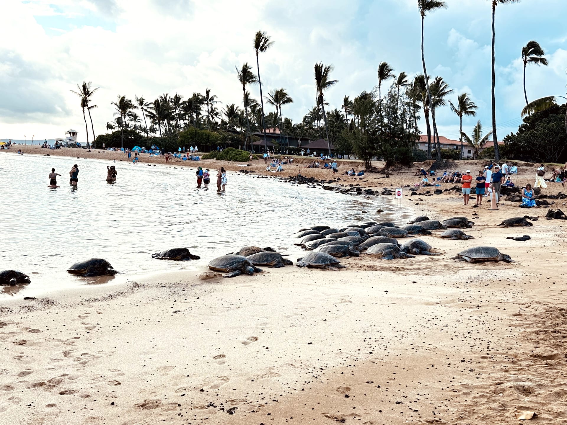 Sea turtles resting on Poipu Beach, Kauai, Hawaii