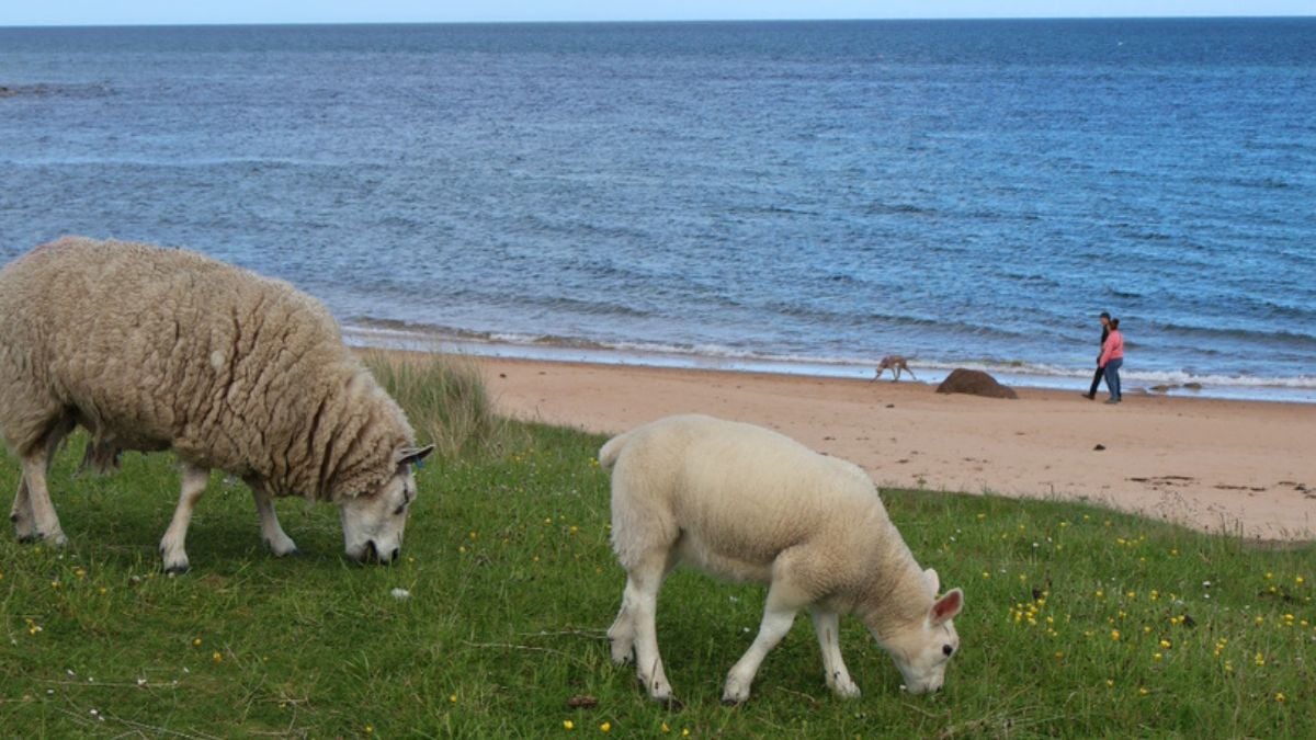 Sheep grazing on Brora beach, a delightful sight on the North Scotland coast