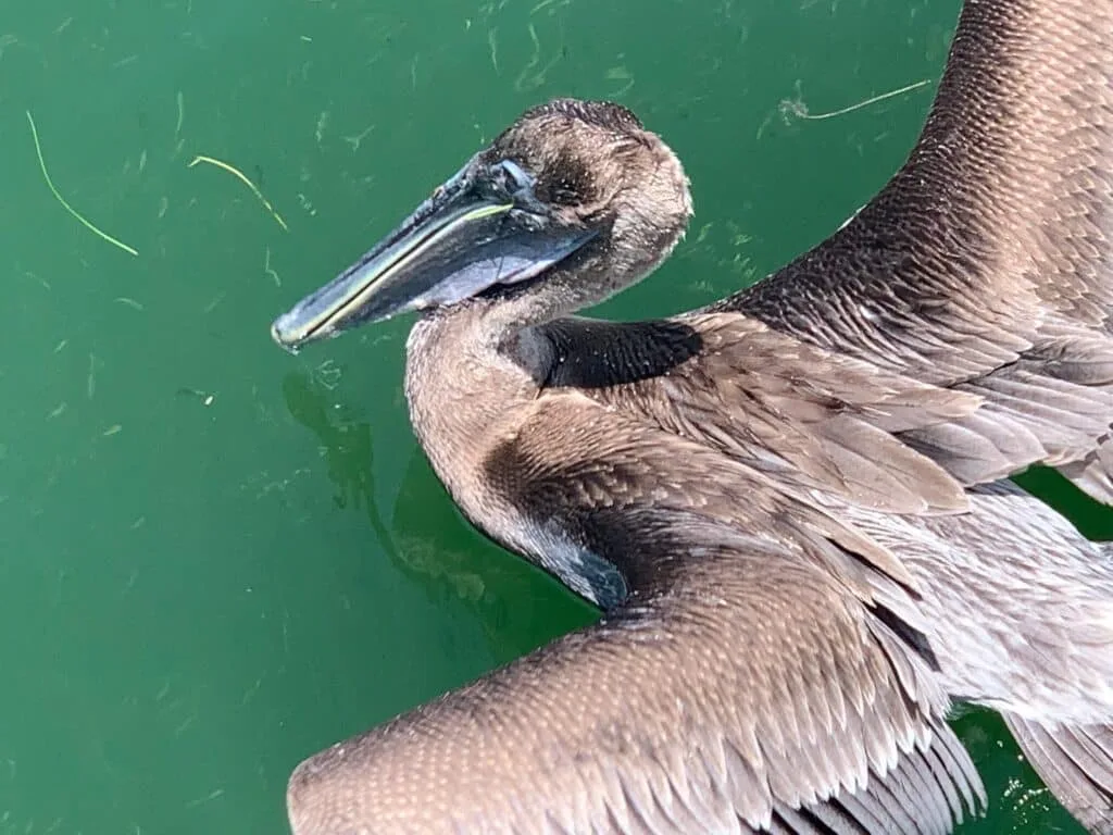 Pelicans are to be found in the water on the drive from Siesta Key to Anna Maria Island.