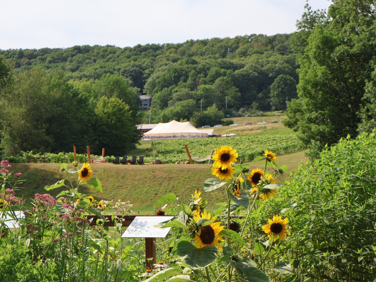 Sunflowers and vines at Gaspereau Vineyards, Nova Scotia
