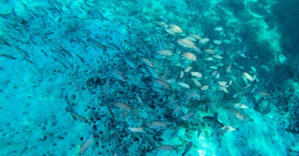 Fish Shoal  swimming in clear blue waters of Three Sisters Spring Florida